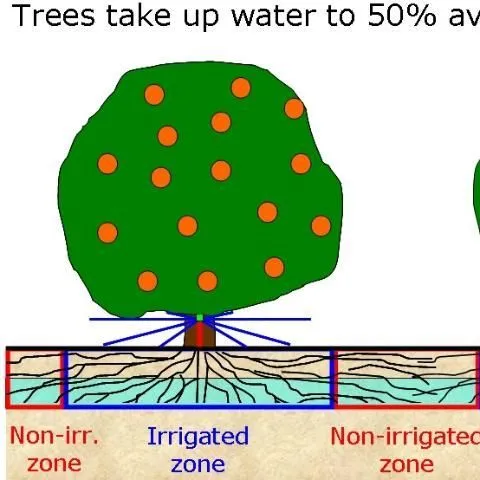 thumbnail for publication: Nutrition of Florida Citrus Trees, 3 Edition: Chapter 9. Irrigation Management to Improve Nutrient Uptake